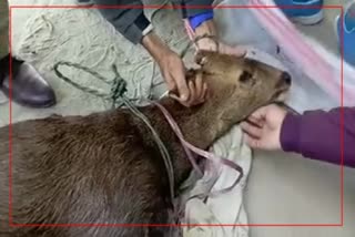 Hog deer rescued at Majarbari