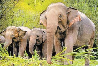 Mandala Elephant Attacks