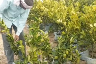 Miyazaki mangoes cultivated in Indore price Rs 2 lakh 70 thousand