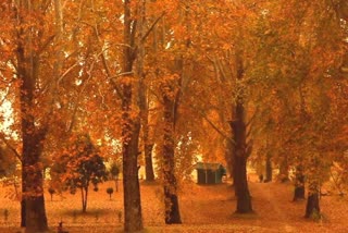 Bollywood and colors of autumn