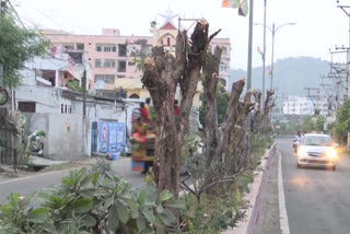 Hundreds of trees cut down in Tadepalle
