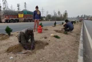 سرینگر جموں شاہراہ کے گرد و نواح میں شجر کاری