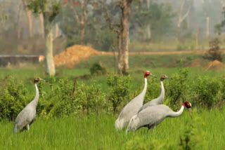 विजेच्या तारांजवळील शेतात 2 सारस मृतावस्थेत आढळले