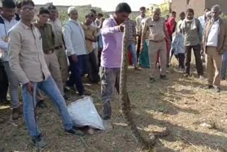 Python in Pratapgarh