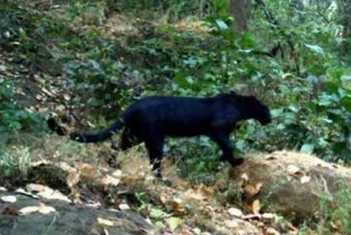 black panther seen in mirik