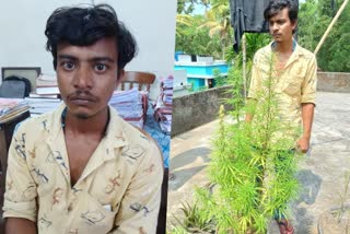 Ernakulam  Young man  planted and raised Ganja plant  Ganja plant  Police  ടെറസിൽ കഞ്ചാവ് ചെടി  കഞ്ചാവ്  കഞ്ചാവ് ചെടി നട്ടു വളർത്തിയ  യുവാവ് പിടിയില്‍  പൊലീസ്  വിദ്യാർഥി  എറണാകുളം  യുവാവ്  പ്ലാസ്‌റ്റിക്