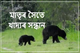 Sloth bear in Kaziranga