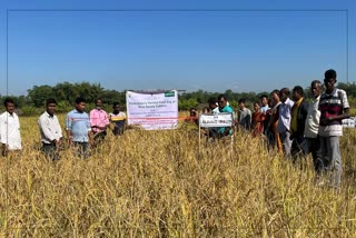 Field Day and Paddy Evaluation of Sonitpur District Agriculture Department