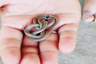 Rare species of snake seen in Kawardha