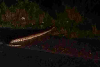 Python on the highway