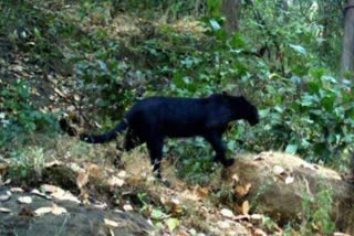 Black panther spotted in Mirik picture goes viral