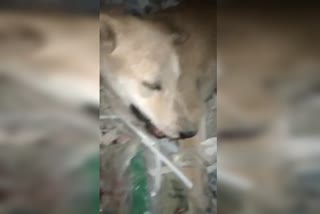 cruelty to dog in sonipat