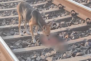 रेलवे ट्रैक पर एक अज्ञात महिला का शव बरामद