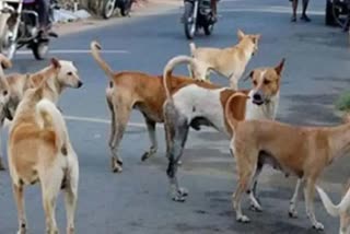 stray dog attack-File Photo