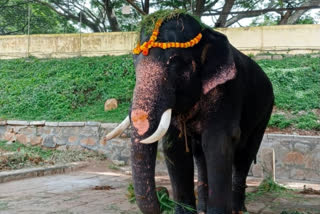 Dasara Jumbo Gopalaswamy