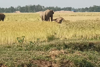 Man Elephant Conflict