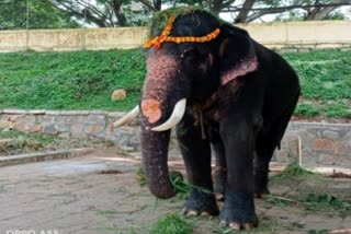 Gopalaswami killed in wild elephant attack