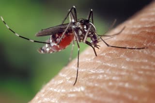 Mosquito Borne Diseases News