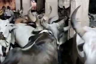 Gujarat cattle owner walks 450 km to Dwarka temple after cows survive Lumpy outbreak