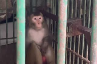 life imprisonment to a monkey named Kalia in Kanpur Zoo