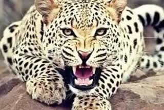 Sidhi Leopard Attack child