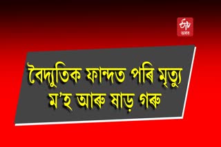 তেজপুৰত বিদ্যুৎস্পৃষ্ট হৈ পশুধনৰ মৃত্যু