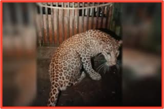 Leopard Attack In Kalyan