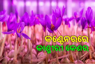 କଣ୍ଟେନରରେ କାଶ୍ମୀରୀ କେଶର ଚାଷ