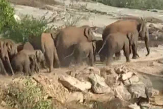 Crops damaged by the elephants