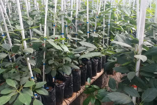 Bhopal Avocado nursery