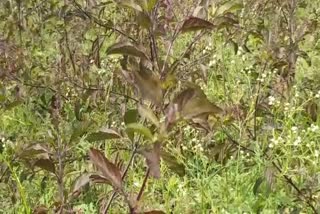 Basil cultivation can become an alternative to paddy