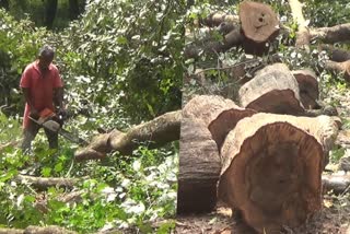 logging near Connoli plot  activists against logging near Connoli plot  Environmental activists against logging  Connoli plot  Connoli plot Nilambur  നിലമ്പൂർ കനോലി പ്ലോട്ടിന് സമീപം മരം മുറി  നിലമ്പൂർ  നിലമ്പൂർ കനോലി പ്ലോട്ട്  പരിസ്ഥിതി പ്രവര്‍ത്തകര്‍  വനം വകുപ്പ് ഉദ്യോഗസ്ഥർ  വനം വകുപ്പ്