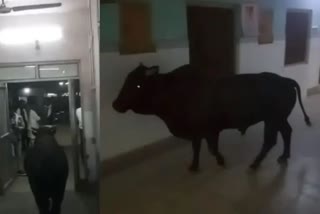 Bull Enters Hospital