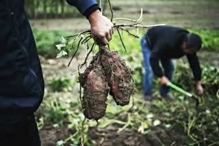 Sweet Potato Benefits