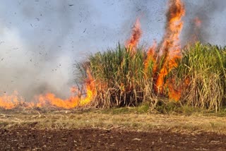 sugarcane-destroyed-due-to-electricity-short-circuit