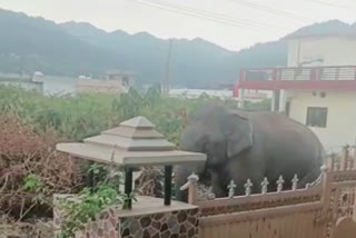 Elephant enters residential area in Nathuwala
