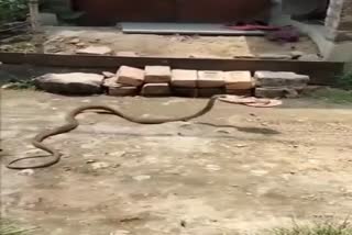 Snake taking slipper in his mouth