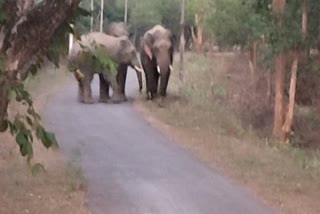 elephants spread panic in Dhamtari