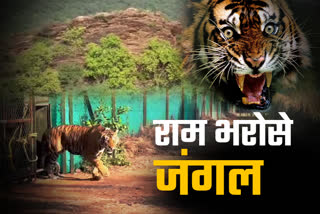 Etv BharatStaff Shortage In Tiger Reserves