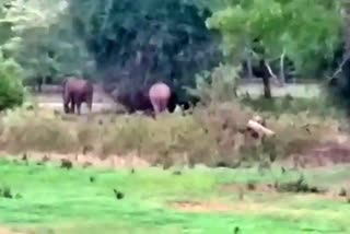 Task force will form to control elephant attack