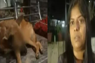 Palakkad  pet dog s eyes gouged out  cruelty towards pet dog in Pattambi  വളര്‍ത്തു നായയുടെ കണ്ണുകള്‍ ചൂഴ്‌ന്നെടുത്ത് ക്രൂരത  പാലക്കാട് പട്ടാമ്പി  ചിത്രകാരി ദുര്‍ഗ മാലതി  ചിത്രകാരി ദുര്‍ഗ മാലതിയുടെ നായക്ക് നേരെ ആക്രമണം