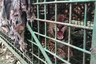 Leopard Caged on a Tea Garden