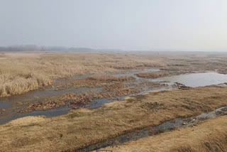 Shallabugh Wetland Being Destroyed