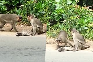 Kasaragod  Valiyaparamba  Monkey  Father and Mother  road accident  ചോര വാര്‍ന്ന്  വാഹനമിടിച്ച് ചത്ത  കുട്ടിക്കുരങ്ങന്  കാവലിരുന്ന് അച്ഛനും അമ്മയും  കാസർകോട്  വലിയപറമ്പ  ഇടക്കാട്  കുരങ്ങൻ  അപകടങ്ങൾ