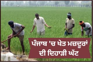 agricultural laborers in Punjab get lower daily wages as compared to Haryana and Himachal Pradesh