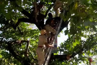 Man Climbs Tree