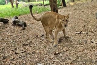 asiatic lions from gujarat