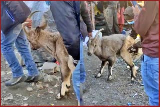 Ibex found injured on Tandi bridge