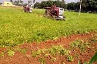 the-farmer-destroyed-his-coriander-crop