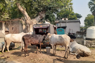 जमुई में चार मवेशी तस्कर गिरफ्तार